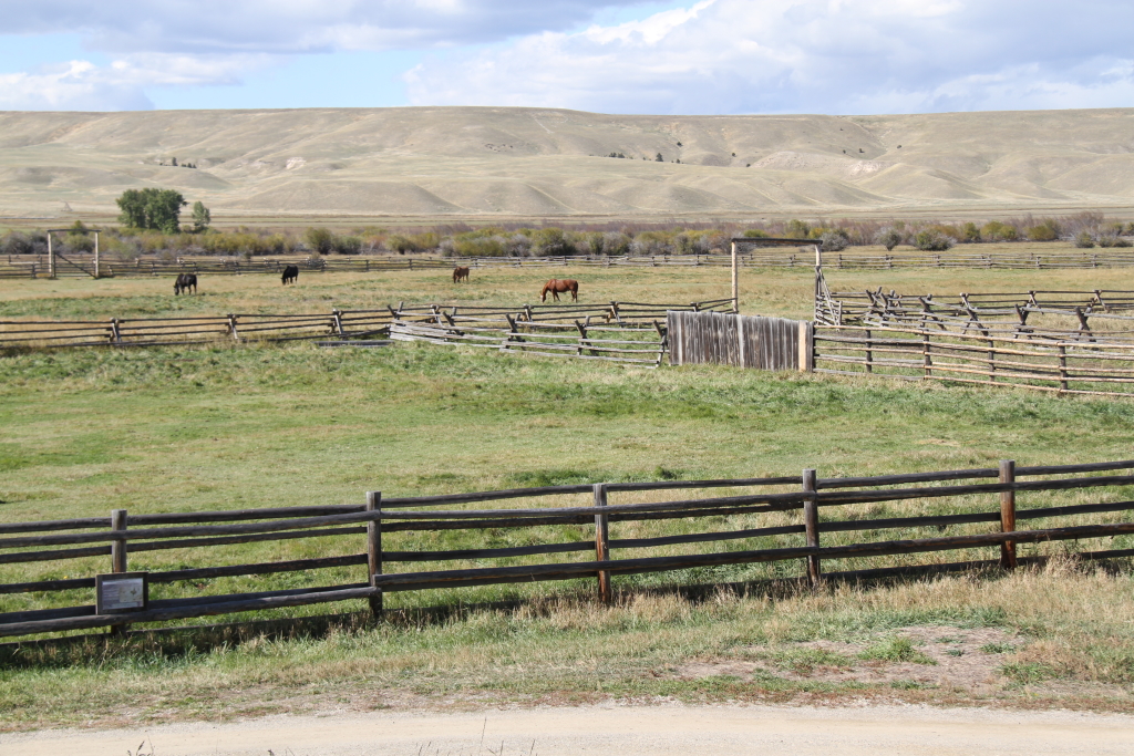 Horses in Montana Deer Park