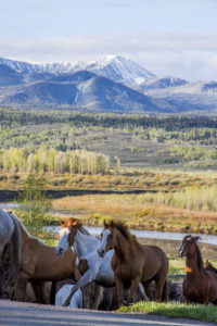 Grand Tetons, Running horses, Western Guest Ranch