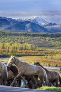 Grand Tetons, Running horses, Western Guest Ranch
