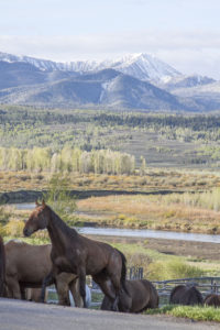 Research the new book series at Wyoming guest ranch