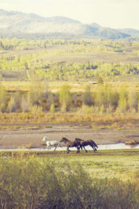 Horseback riding at Western Guest Ranch near Jackson Hole and Yellowstone