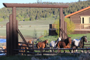 Grand Teton's , Running Horses, Wyoming, Horse, Guest Ranch,