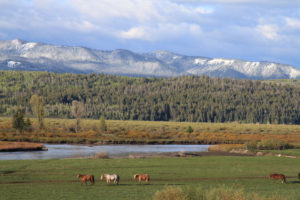 Running Horses at Wyoming Guest Ranch