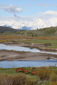 Scenic photo of horses with Grand Tetons in background, Western Guest Ranch near Jackson Hole and Yellowstone