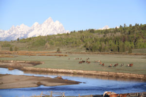 Scenic photo of horses with Grand Tetons in background, Western Guest Ranch near Jackson Hole and Yellowstone
