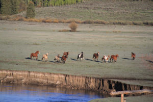 Grand Tetons, Running horses, Western Guest Ranch near Jackson Hole and Yellowstone