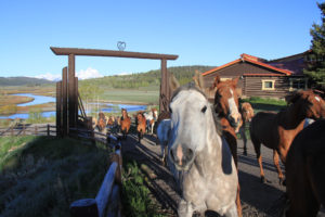 Grand Tetons, Running horses, Western Guest Ranch near Jackson Hole and Yellowstone 