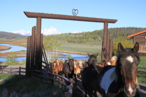 Grand Tetons, Running horses, Western Guest Ranch near Jackson Hole and Yellowstone 