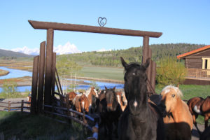 Western Guest Ranch near Jackson Hole and Yellowstone  Running horses and Grand Tetons
