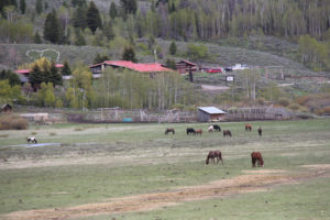 Western Guest Ranch near Jackson Hole and Yellowstone  Running horses and Grand Tetons