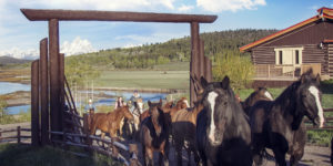 view of horses and Grand Tetons, at a Western Guest Ranch near Jackson Hole and Yellowstone 